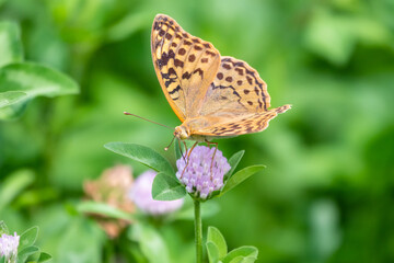 The dark green fritillary butterfly collects nectar on flower. Speyeria aglaja is a species of butterfly in the family Nymphalidae.