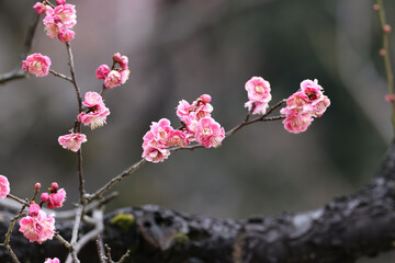 咲き始めた梅の写真