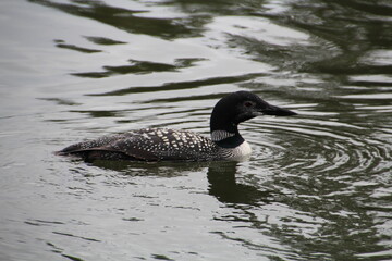 Common Loon, Jasper National Park, Alberta