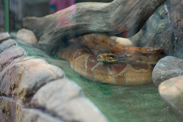 A snake in a terrarium looks through the glass