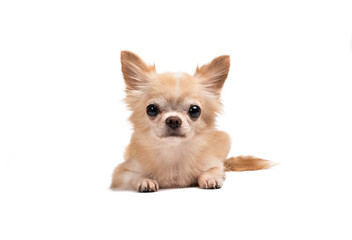 cute little brown chihuahua sitting on a white background.