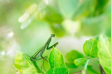 the mantis is sitting on a plant