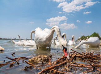A large flock of graceful white swans swims in the lake., swans in the wild