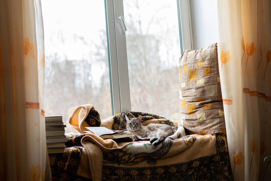 a cat with a book and a plaid lies on a windowsill. better at home, a cozy place to read and relax. Blurred background outside the window. cute pussy. the house is cozy and warm