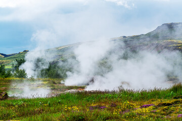 Steaming fumarole and flowers in the field at Haukadalur geothermal area.