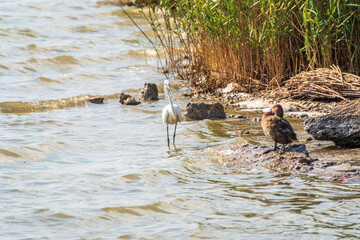 The white heron stands in the lake