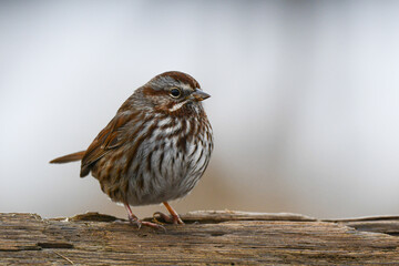 sparrow on a branch