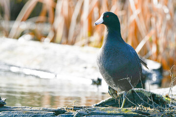 pigeon on the ground