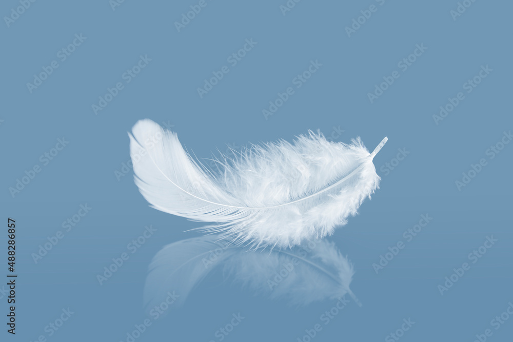 Wall mural white fluffly feathers with reflection. swan feather on a blue background