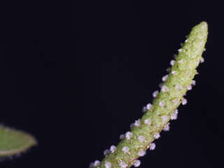 Close-up on flower spike of wild Peperomia matlalucaensis