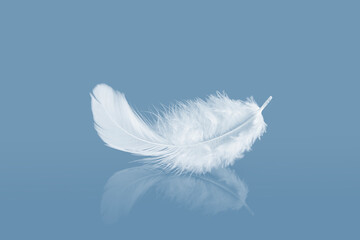 White Fluffly Feathers with Reflection. Swan Feather on a Blue Background