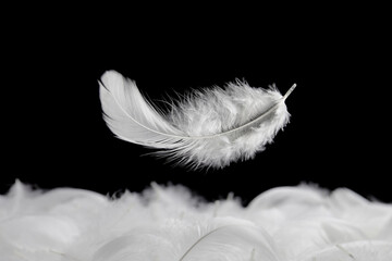 Down Feathers. Soft White Fluffly Feather Falling in The Air. Swan Feather on Black Background.