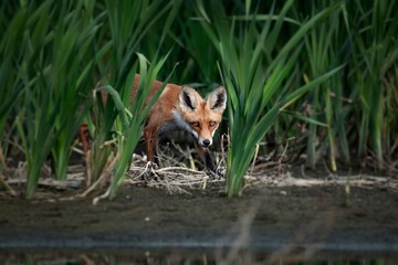 red fox in the grass