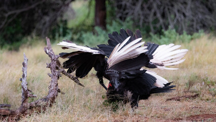 Southern ground hornbills having an argument