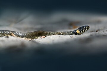 a snake crawls on the ground