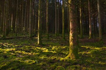 Belgien Urwald Tannenwald Urlaub alter Wald Feenwald Hexenwald Märchenwald Grün Moos Ardennen Belgium primeval forest fir forest holiday old forest fairy forest witch forest fairytale forest green mos