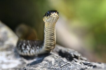 a snake crawls on the ground