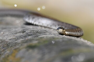 a snake crawls on the ground