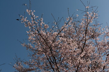 青空の下の満開の桜
