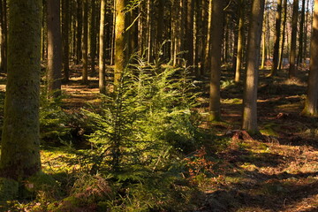 Fototapeta premium Belgien Urwald Tannenwald Urlaub alter Wald Feenwald Hexenwald Märchenwald Grün Moos Ardennen Belgium primeval forest fir forest holiday old forest fairy forest witch forest fairytale forest green mos