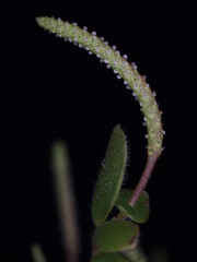 Close-up on wild plant Peperomia matlalucaensis