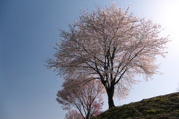 斜面に植えられて、快晴の日光に照らされた桜の木
