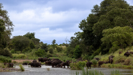 Obraz premium herd of African buffalo in a river