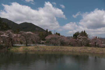 Fototapeta na wymiar 池の周囲の桜 