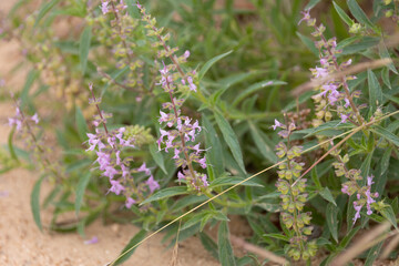 Wildflowers in Kruger National Park
