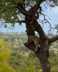 Fototapeta na wymiar Big leopard in a tree