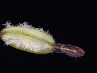 Close-up on an orchid seed pod