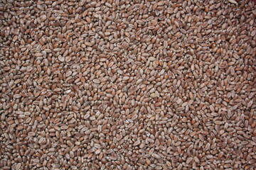 Freshly produce organic wheat