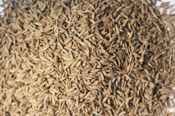 Closeup shot of fresh cumin seeds