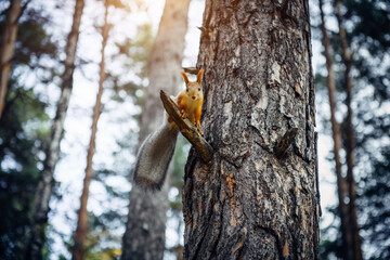 Squirrel on a tree in city park, blurred forest background. Animals petting zoo outdoors.