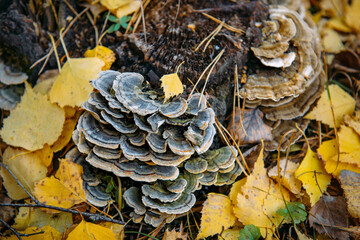Woody mushroom chaga growing on old stump on the background of autumn leaves, close-up, selective focus.
