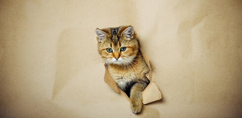 Red tabby kitten peeks out of a hole in brown craft paper. Beautiful ginger cat's muzzle and paw on paperboard background. Concept mockup for design of veterinary medicine with copy space.
