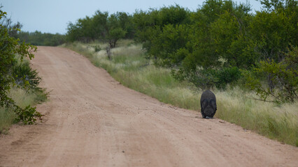 African elephant calf in the road alone