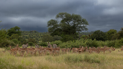 Herd of Impala in Kruger National Park - obrazy, fototapety, plakaty