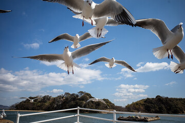 とても楽しいカモメの餌付け