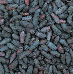 Ripe organic honeysuckle harvest