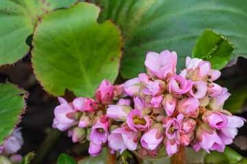 Bergenia, known also as Bergenia cordifolia. Pink flowers close up