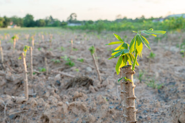 Tapioca,manioc,cassava fram. new agriculture. Cassava plantation.