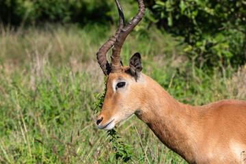 Impala