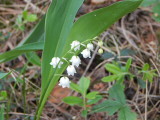 Fototapeta premium lilies of the valley