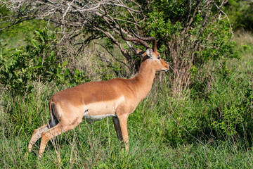 Impala