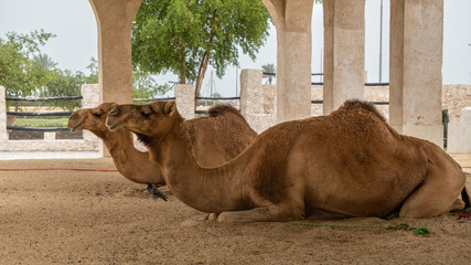 Two camels lying down, resting in doors at Souq Waqif, Doha, Qatar