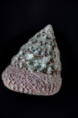 shell on black background