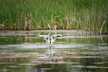 A beautiful seagull flounders in the river on a summer day.