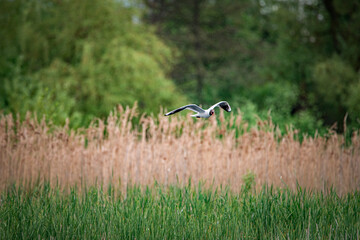 A beautiful seagull is circling over the river on a summer day.