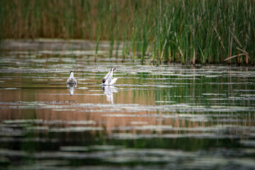 A beautiful seagull flounders in the river on a summer day.